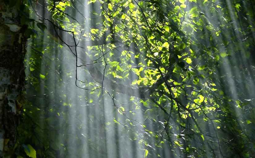 Michelle Obama: Das Licht in&nbsp;uns