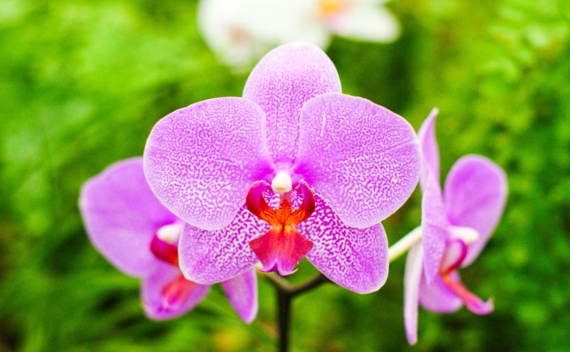 Eine Orchidee zieht&nbsp;um!
